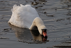 David Plant Photography - Wildlife Photographer - Mute swan drinking - M